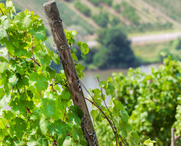 Unsere Kosmetik entsteht am schönsten Ort von Rhein und Mosel.